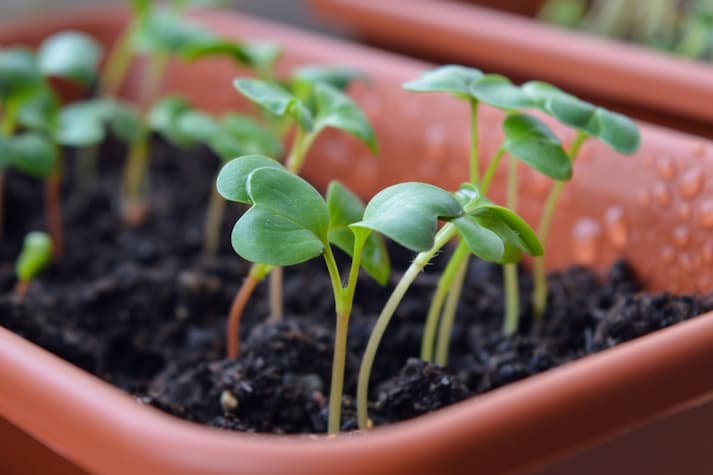 Aktivitas yang Dapat Dilakukan saat Berkebun